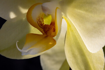 Orchidea