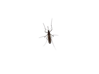 a mosquito perched on a window glass, isolated on a white background