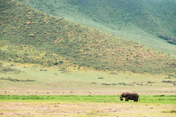 Afrikanischer Elefant Ngorongoro Krater © Sandro