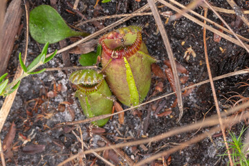 shaded pitcher of the Albany Pitcher Plant Cephalotus follicularis found close to Walpole in...