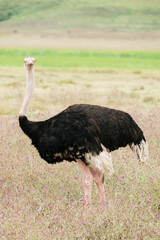 Afrikanischer Strauss  im Ngorongoro Krater