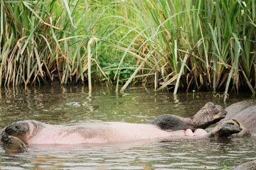 Nilpferd im Ngorongoro Krater