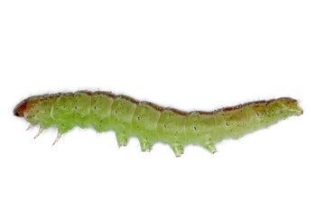 moth caterpillar of the family Noctuidae (owlet moths, ermyworm) feeding on young plants of winter cereals in the autumn period. it is a dangerous pest.