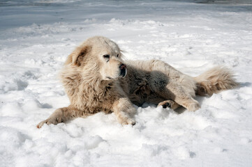 A leery shepherd dog laying on the snow. 