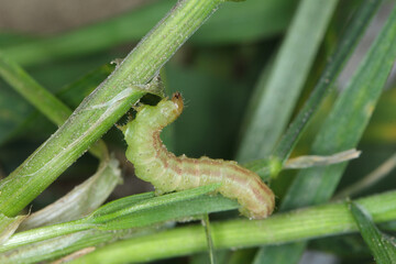 moth caterpillar of the family Noctuidae (owlet moths, ermyworm) feeding on young plants of winter cereals in the autumn period. it is a dangerous pest.