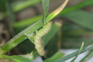 Obraz premium moth caterpillar of the family Noctuidae (owlet moths, ermyworm) feeding on young plants of winter cereals in the autumn period. it is a dangerous pest.