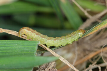moth caterpillar of the family Noctuidae (owlet moths, ermyworm) feeding on young plants of winter cereals in the autumn period. it is a dangerous pest.