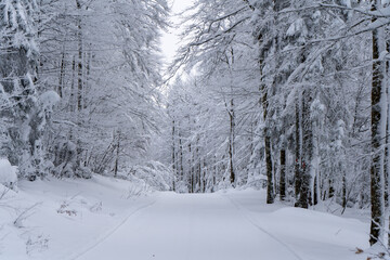 Im Schwarzwald bei Bernau am Herzogenhorn