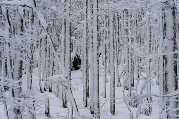 Im Schwarzwald bei Bernau am Herzogenhorn