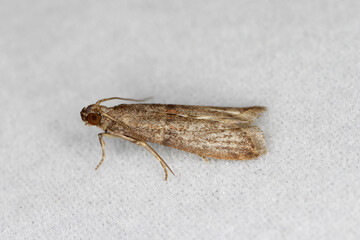 The almond moth or tropical warehouse moth Cadra cautella Pyralidae. It is a stored-product pest....