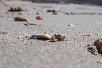 crab on the sand