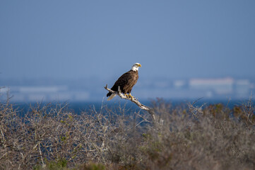 Bald Eagle perched on a branch