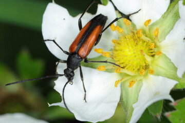 Macro shot of a black-striped longhorn beetle (Stenurella melanura) seen on on the strawberry...