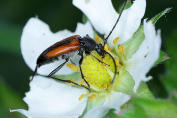 Macro shot of a black-striped longhorn beetle (Stenurella melanura) seen on on the strawberry...