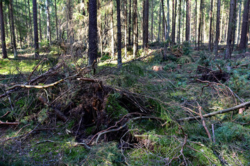 Felled pine trees in forest. Deforestation and Illegal Logging, international trade in illegal timber. Stump of the felled living tree in the forest. Destruction wildlife. Wood Export and Import