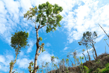 Half cut trees against blue sky