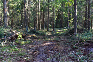Felled pine trees in forest. Deforestation and Illegal Logging, international trade in illegal timber. Stump of the felled living tree in the forest. Destruction wildlife. Wood Export and Import