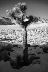Joshua Tree im Schnee