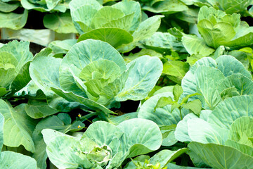 Fresh raw cabbage in a home vegetable garden