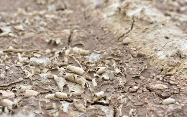 Dry lake in the process of drought and lack of rain or moisture. Dried lake under the impact of climate change and drought. Water crisis at africa or ethiopia. Drainage of swamp for peat extraction