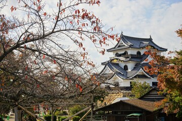 Fototapeta premium Hikone Castle with red and yellow foliage in Hikone City of Shiga, Japan - 日本 滋賀県 彦根城 秋 紅葉