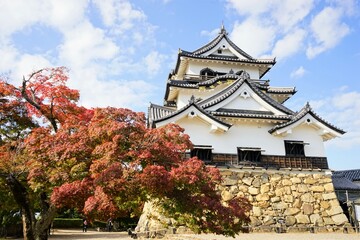 Obraz premium Hikone Castle with red and yellow foliage in Hikone City of Shiga, Japan - 日本 滋賀県 彦根城 秋 紅葉