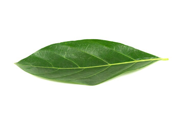 Obraz premium Noni or Morinda Citrifolia green leaf isolated on white background. Noni leaves are high nutrients and antioxidants.
