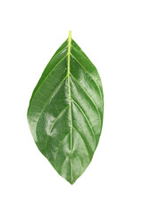Noni or Morinda Citrifolia green leaf isolated on white background. Noni leaves are high nutrients and antioxidants.