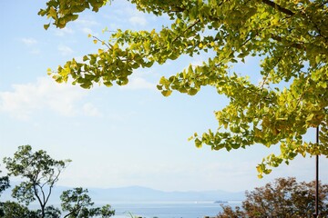 View of bright autumn yellow Gingko leaves with mountain at Hikone Castle Park in Shiga, Japan - 日本 滋賀県 彦根城からの眺望 秋	