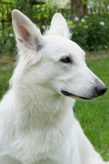 Obraz premium Berger Blanc Suisse