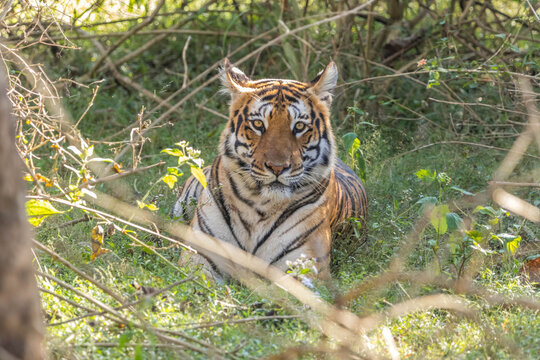 Female Tiger portrait in relaxing mood at Bandipur National Park or Tiger Reserve