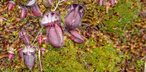 the red pitchers of Cephalotus follicularis, an endemic and rare carnivorous plant, seen in natural habitat close to Walpole in Western Australia