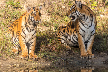 Tiger and its cub giving a look at Bandipur tiger reserve