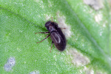 beetle of the genus Dryops (scientific name) on the leaf under high magnification