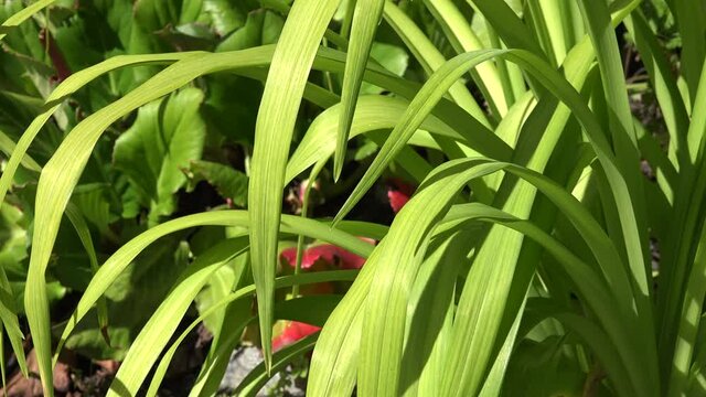 Crinum Lilies grow on the mountain Schatzalp Davos Switzerland high resolution video 4K.