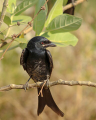 Indian Black Drongo bird with Green Background from India's deciduous forests. This is a sub-adult Black Drongo. Drongos are good at mimicking other bird's calls.