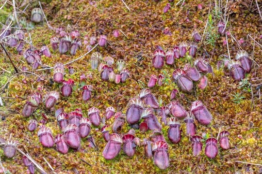 colony of Cephalotus follicularis, the Albany pitcher plant, in natural habitat seen close to Walpole in Western Australia