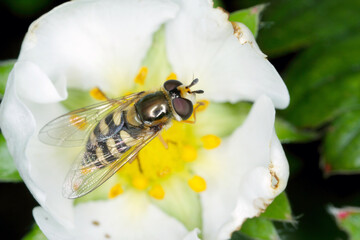 Hoverflies, also called flower flies make up the insect family Syrphidae, they are often seen hovering or nectaring at flowers; the adults of many species feed mainly on nectar and pollen.