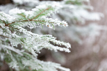 Frost on the branches of coniferous trees. Winter bright background. Branches of fir covered with...