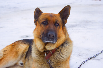 big beautiful dog lies in the snow