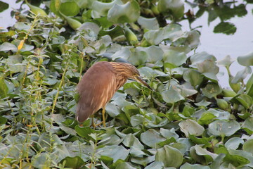 Pond heron standing on water hyacinth