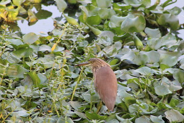 Pond heron standing on water hyacinth