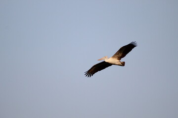 Fototapeta na wymiar Large Pelican flying in the sky