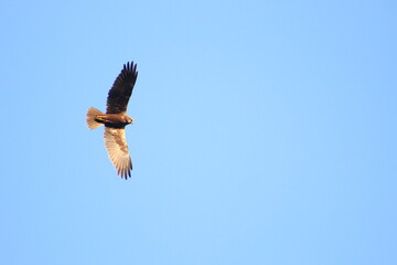 Kite eagle cruising in the clear sky 