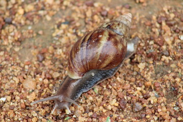Brown Snail on the sand