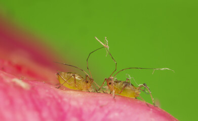 Aphids on cactus flower, closeup with high magnification