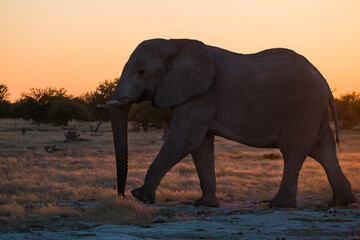 Fototapeta na wymiar Elefant auf dem Weg zum Wasserloch