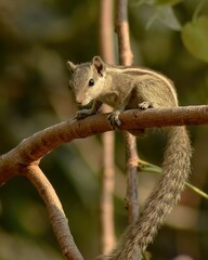 Indian Three-striped Palm Squirrel in Ficus tree. Their latin name translates to Rope dancer of the palm trees.