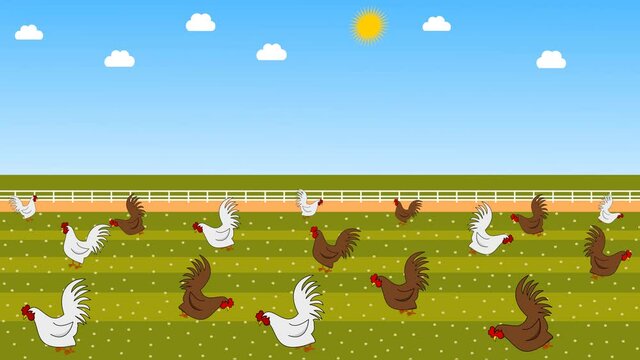 brown and white hens pecking at the seeds in barnyard with grass, with a beautiful sunny blue sky - animation