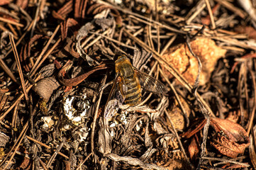 Close Up Macro Photography of a Hoverfly